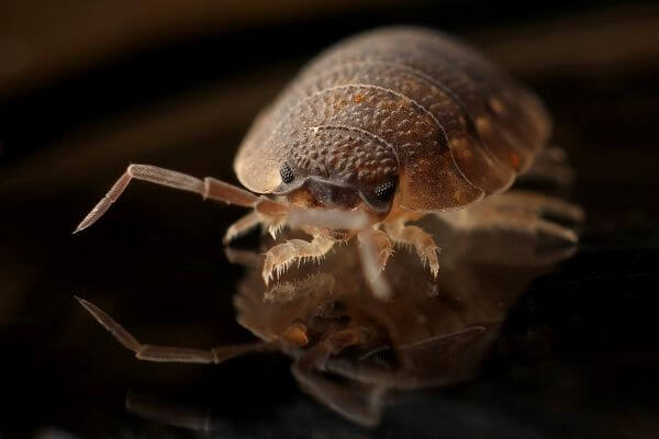 PEST CONTROL HATFIELD, Hertfordshire. Pests Our Team Eliminate - Bed Bugs.