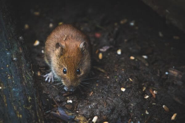 PEST CONTROL HATFIELD, Hertfordshire. Pests Our Team Eliminate - Mice.