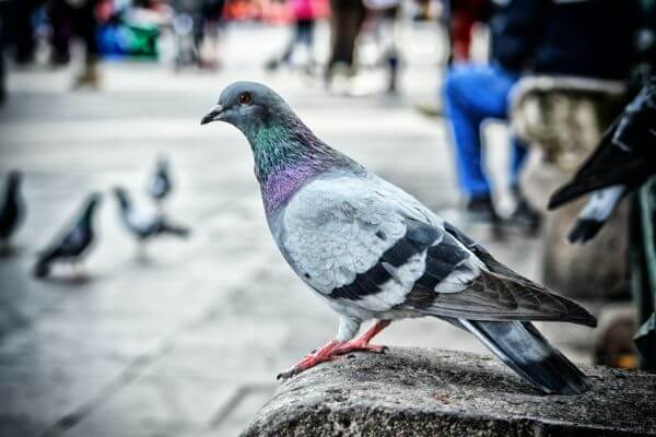 PEST CONTROL HATFIELD, Hertfordshire. Pests Our Team Eliminate - Pigeons.