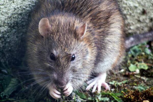PEST CONTROL HATFIELD, Hertfordshire. Pests Our Team Eliminate - Rats.