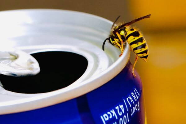 PEST CONTROL HATFIELD, Hertfordshire. Pests Our Team Eliminate - Wasps.